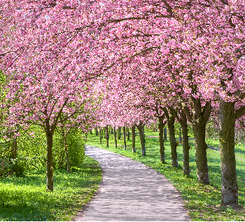 ��������(�й���)�ٷ���վ