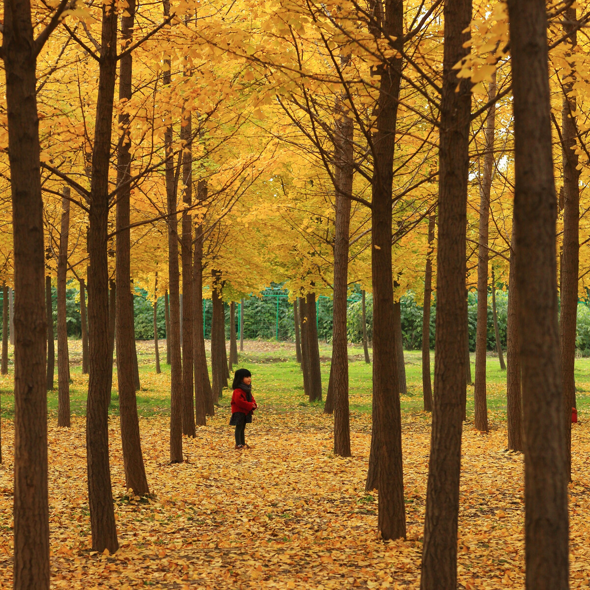 ��������(�й���)�ٷ���վ