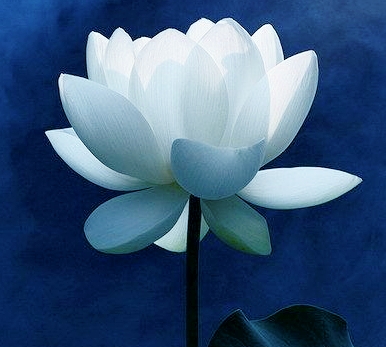 ��������(�й���)�ٷ���վ